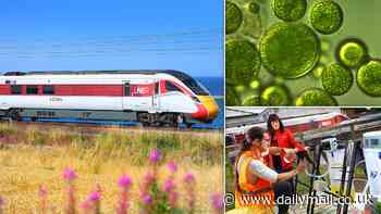 Slime on the line! Railway company LNER reveals plans to grow ALGAE on the side of its tracks to curb carbon emissions