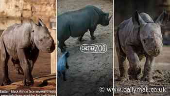 Watch the incredible moment an Eastern black rhino is born at Chester Zoo - raising fresh hopes for the critically endangered species
