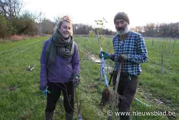 Onbekenden vernielen ruim 500 pas aangeplante boompjes: “Duizenden euro’s schade in beschermd natuurgebied”