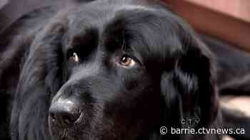 Health unit seeks public's help after man is bitten by dog