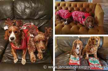 Share your photos of East Lancashire's cutest festive pets