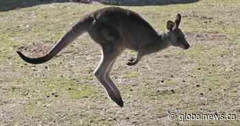Ontario to investigate how kangaroo escaped handlers near Toronto