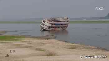 PODCAST - Der Regenwald im Amazonasgebiet brennt wie nie zuvor