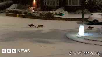 Watch: Foxes filmed 'vibing' in snow