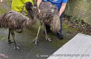 Escaped emus rescued after wandering streets of Rossendale