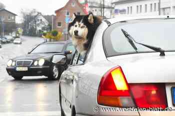 Schlittenhund ist es im Auto zu warm