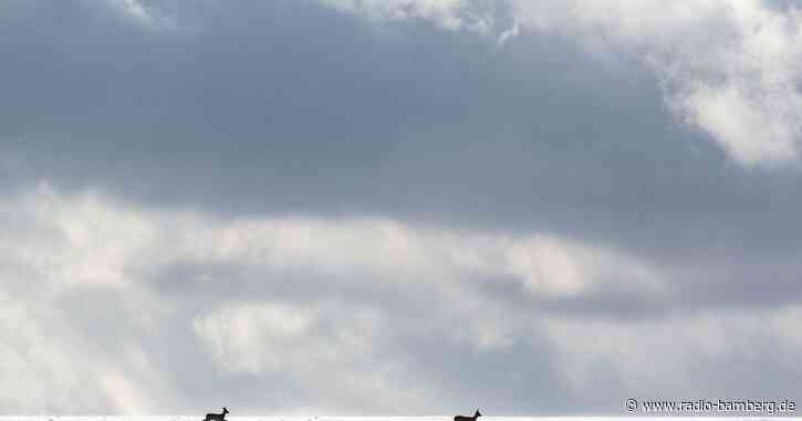 Auch Wildtiere leiden unter den Schneemassen in Südbayern