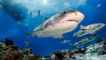 Bahamas: US-Touristin beim Paddleboarden von Hai getötet