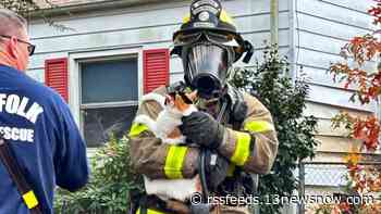 'Many' cats dead after Norfolk house catches fire