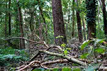 Lübbecker Grüne lehnen Kreistagsbeschluss zu Klinik-Neubauten ab