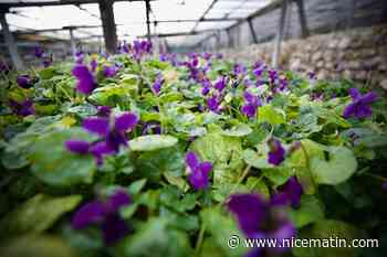 "Petit à petit, ça va être une catastrophe": cette célèbre fleur de la Côte d'Azur victime du dérèglement climatique