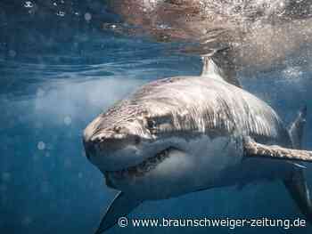 Urlaub auf den Bahamas: US-Touristin von Hai getötet