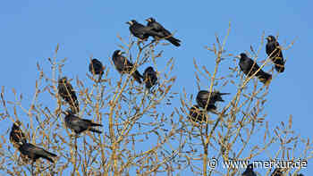 Unterschleißheim quasi frei von Krähen