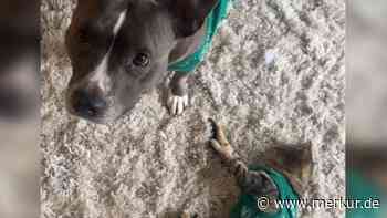 Frau adoptiert Katze: Reaktion ihrer Hündin lässt Herzen schmelzen – „Pitties sind so sanft“