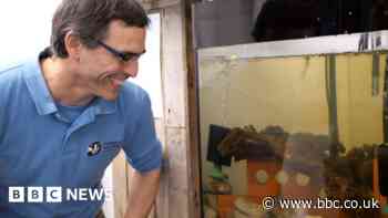 Rare crayfish released into new conservation centre