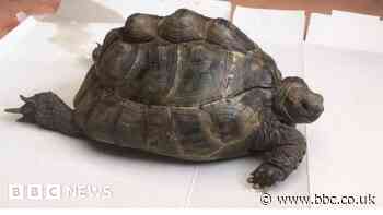 Appeal for return of stolen Netley Abbey tortoise