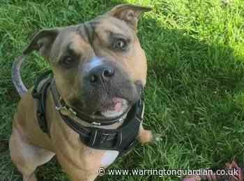 Bronson at RSPCA's Warrington branch needs a forever home