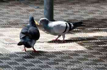 Un chauffeur de taxi arrêté par la police pour avoir tué délibérément un pigeon au Japon