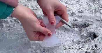 Someone Filled the Chicago Rat Hole. Residents Took Action.