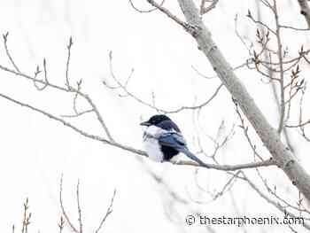 Saskatoon weather: A cold and windy February day