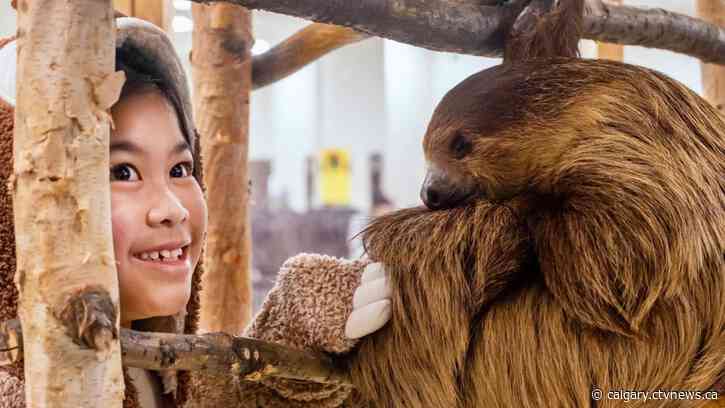 10 things to do in Calgary on Family Day weekend