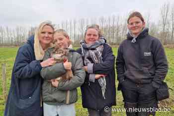 Baasje Louise (12) is radeloos nu haar chihuahua al een week is vermist: “We kunnen ons gewone leven amper hervatten”