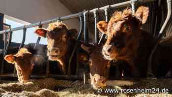 „Lebendig verfault“: Landwirt lässt krankes Rind zu Tode leiden