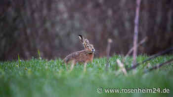 Fünf tote Hasen in Stein an der Traun entdeckt – PETA lobt 1000 Euro Belohnung aus