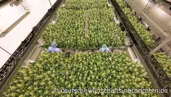 Gesellschaftsexperiment? Mediziner warnen vor Cannabis-Freigabe