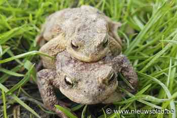 Paddenoversteek start in Berlaar: “Minder je snelheid”