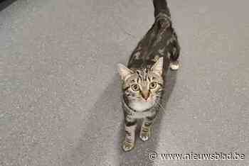 Kitten in draagtas gedumpt aan gemeentehuis: “We hebben er een warme thuis voor gevonden”