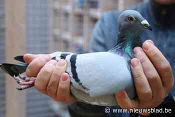Gemeente ziet populatie stadsduiven halveren dankzij anticonceptievoeding