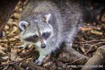 Wasberen laten zich niet zomaar vangen