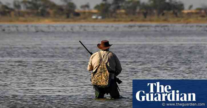 Victorian government under fire from animal rights advocates over rejection of duck hunting ban