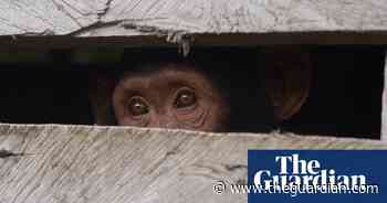 One Swedish zoo, seven escaped chimpanzees – podcast