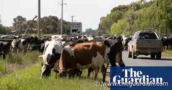 If the whole world went vegan, what would we do with all the farm animals?