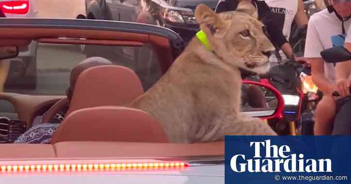 Video shows lion cub riding around Thai resort town in Bentley – video