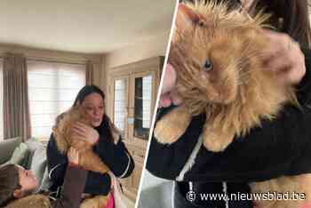 Kat uit Houffalize duikt na acht maanden en tweehonderd kilometer verder op in Boom: “Hieruit blijkt nogmaals belang van chip”