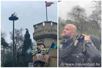 Wilde ooievaars broeden nu ook in Westhoek, met dank aan pretpark: “Een nieuwe West-Vlaamse trekpleister naast het Zwin”