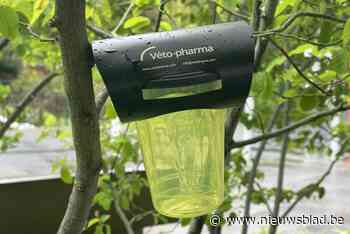 Gezocht: 100 inwoners in strijd tegen Aziatische hoornaar die sterk toeneemt in Ieper