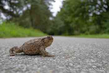 Zone 30 moet overstekende padden beschermen