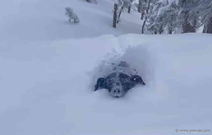 Utah Dog Plunges Through Feet Of Deep Powder