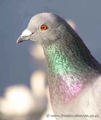 Nature Notes: Male pigeon rejected as potential mates hop on the Tube