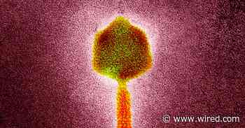 A Virus Found in Wastewater Beat Back a Woman’s ‘Zombie’ Bacteria