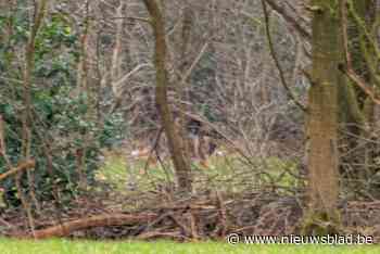 Mysterieuze ‘wolf’ blijkt… hond: “Er lopen er gewoon te veel los”