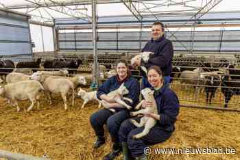 Studenten Diergeneeskunde helpen in lesvrije week op schapenboerderij: “Kraamhulp in drukke periode”
