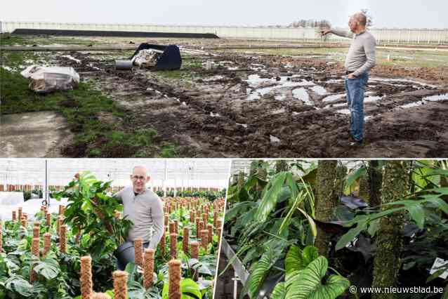 Dirk Mermans levert kamerplanten in heel Europa: tropisch regenwoud ligt in Wommelgem