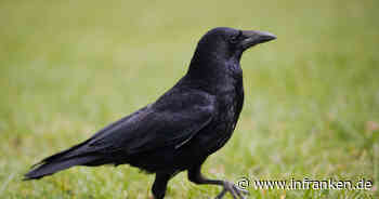 Krähe baumelt in Bamberg über Main-Donau-Kanal - Wasserschutzpolizei rettet hilflosen Vogel