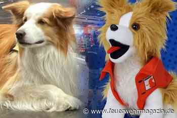 Sichere Dir die letzten Timmy-Plüschhunde!