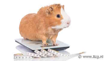 Nieuw: Maat-o-meters voor konijn en cavia